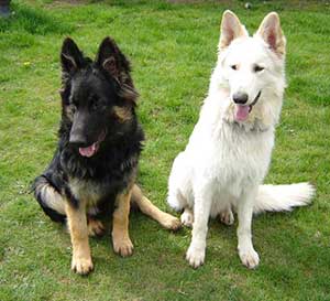 white gsd behavioral issues