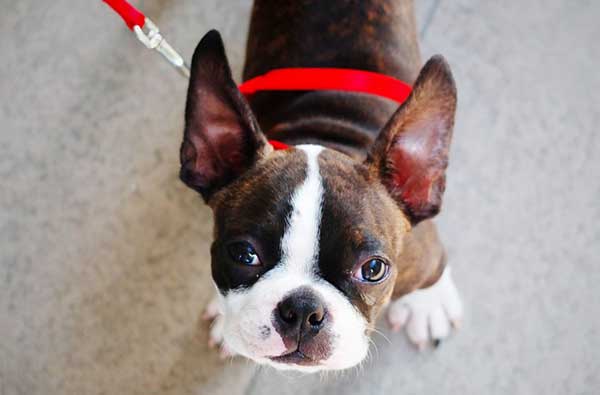 corgi and boston terrier