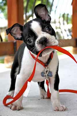 Do Boston Terriers bark a lot