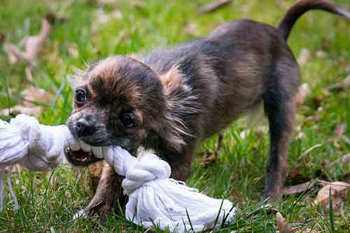 dealing with chihuahua aggression