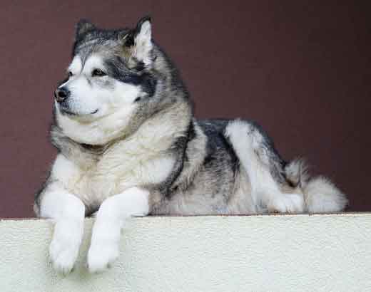 alaskan malamute dog