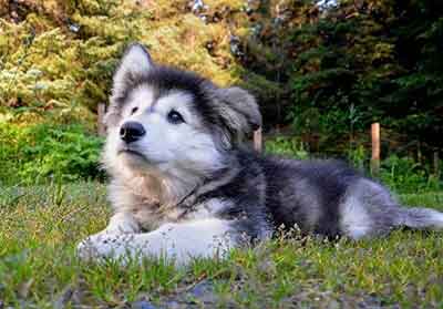 Alusky - Siberian Husky Alaskan Malamute Mix