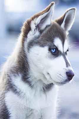 Husky with brown and white coat