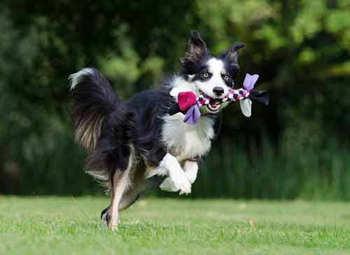 border Collie hair loss