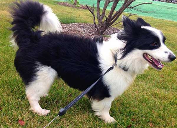 corgi border collie puppies