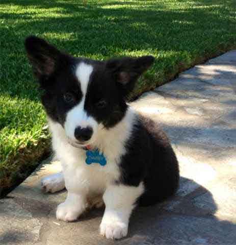 Border Collie and Corgi Cross