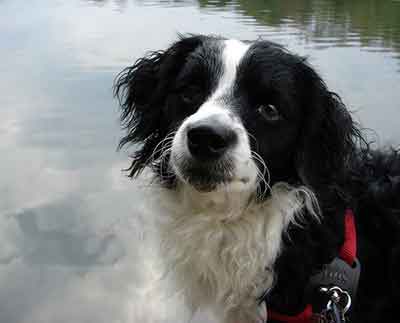 border collie poodle cross