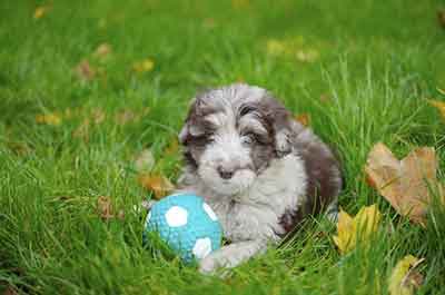 poodle border collie mix puppy