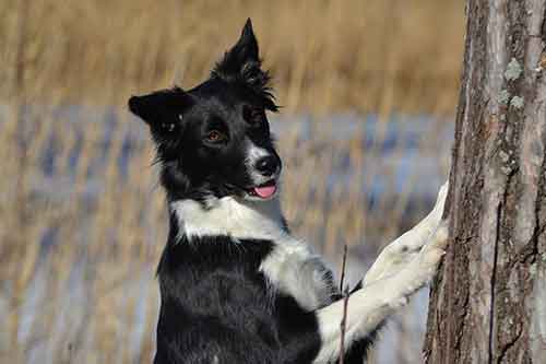 how much do border collies shed