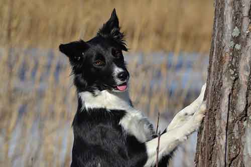 Is Border Collie Shedding Really That Big A Problem?