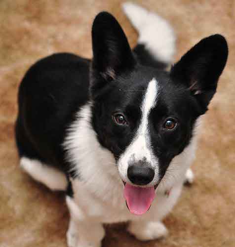 border collie corgi mix puppies for sale