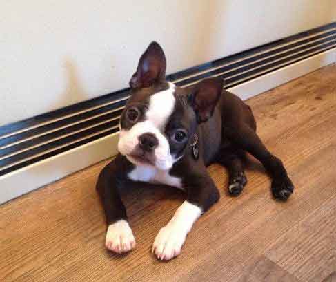 boston terrier house training