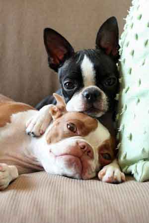 two boston terrier dogs