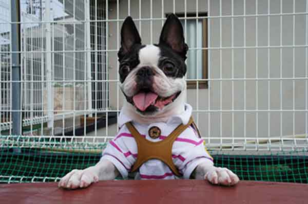 boston terrier socialization training