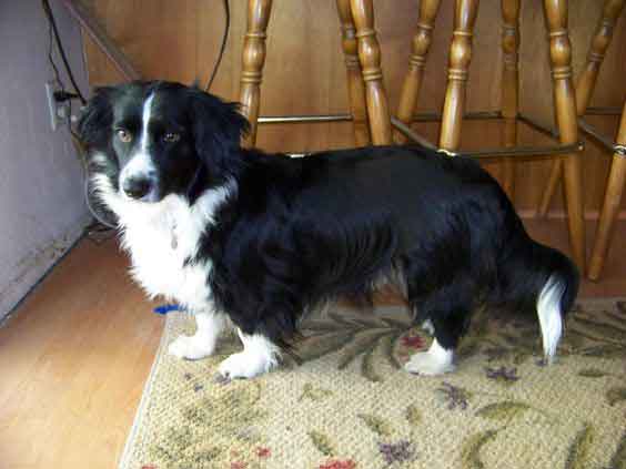 Introducing The Borgi An Adorable Loving Border Collie Corgi Mix