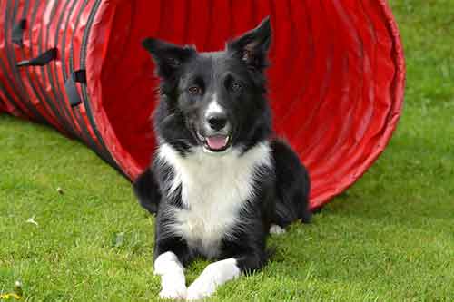 do border collies shed