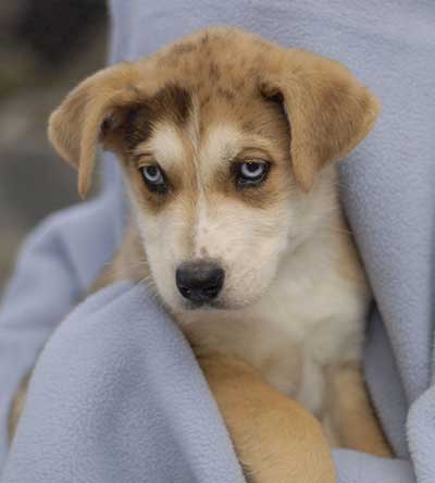 great dane husky mix dog