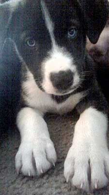 great dane husky mix puppy