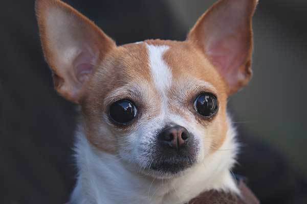 how to train a chihuahua puppy bot to bark