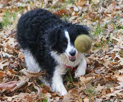 borer collie and Poodle Cross