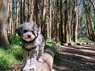 aussiedoodle Puppy