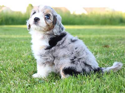 aussiepoo puppies for sale near me