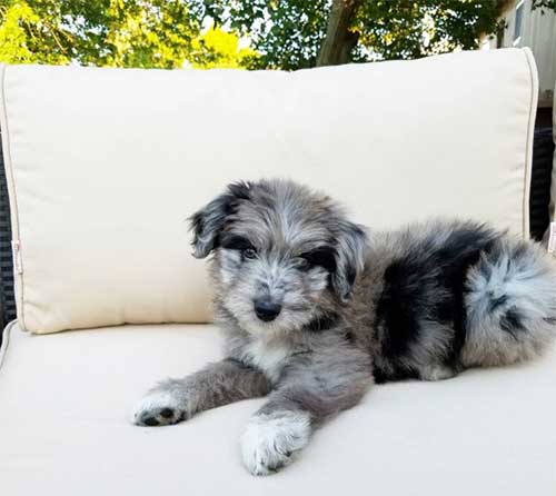 australian shepherd poodle mix size