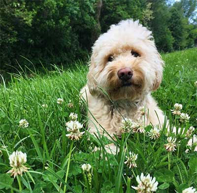 cavapoo temperament