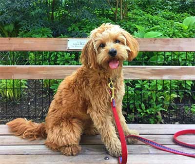 average size of cavapoo