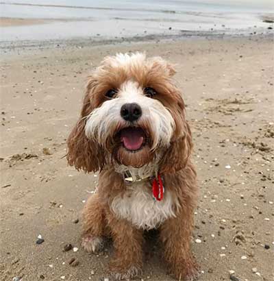 cavoodle