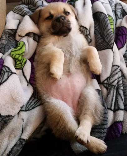 corgi pug mix puppy