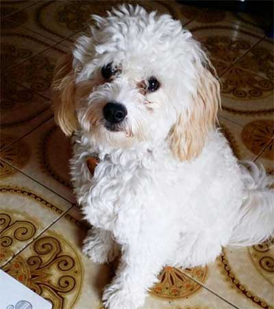 white cavapoo dog