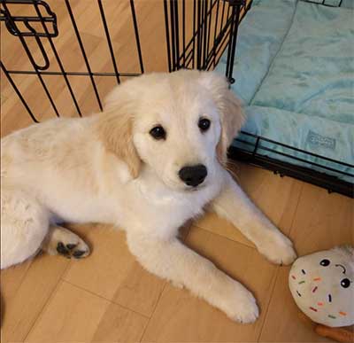 28 Top Photos Mini Golden Retriever Puppies Ohio - Past Puppies