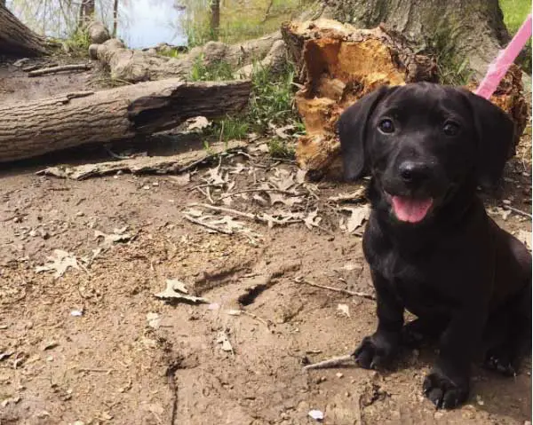 dachshund and lab mix puppies