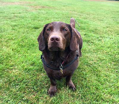 chocolate lab dachshund mix