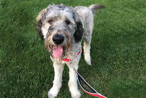 German Shepherd Poodle Mix