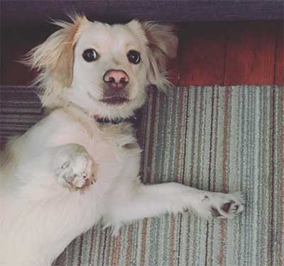 Golden Cocker Retriever