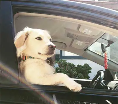 golden cocker retriever