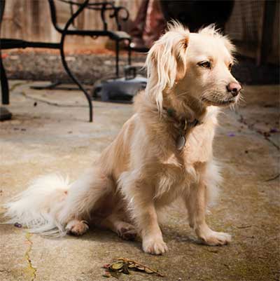 Golden Retriever Cocker Spaniel Mix