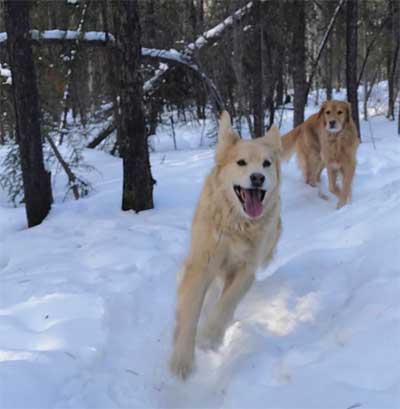 Golden Retriever mixed with Husky