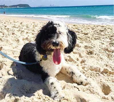 Old English Sheepdog Poodle mix