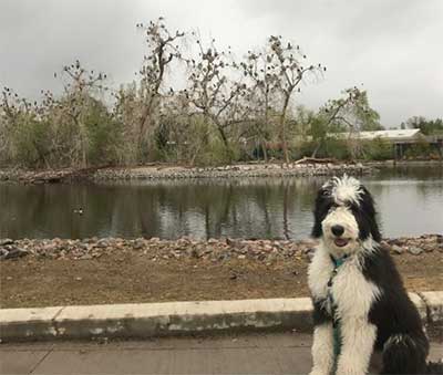 sheepadoodle traits