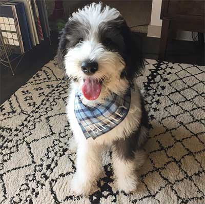 poodle and english sheepdog