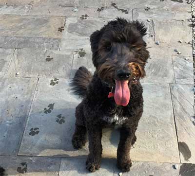 German Shepherd mixed with Poodle