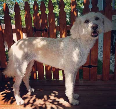 White Shepadoodle