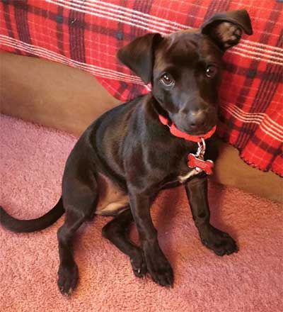 black lab and chihuahua mix