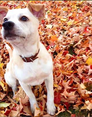 chihuahua lab mix