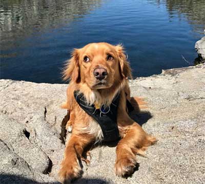 golden retriever cocker spaniel mix full grown