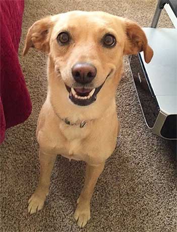 golden lab chihuahua mix