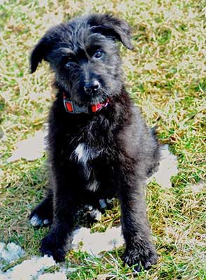 gsd poodle mix